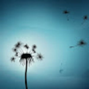 Meet your Posher, Mengmeng